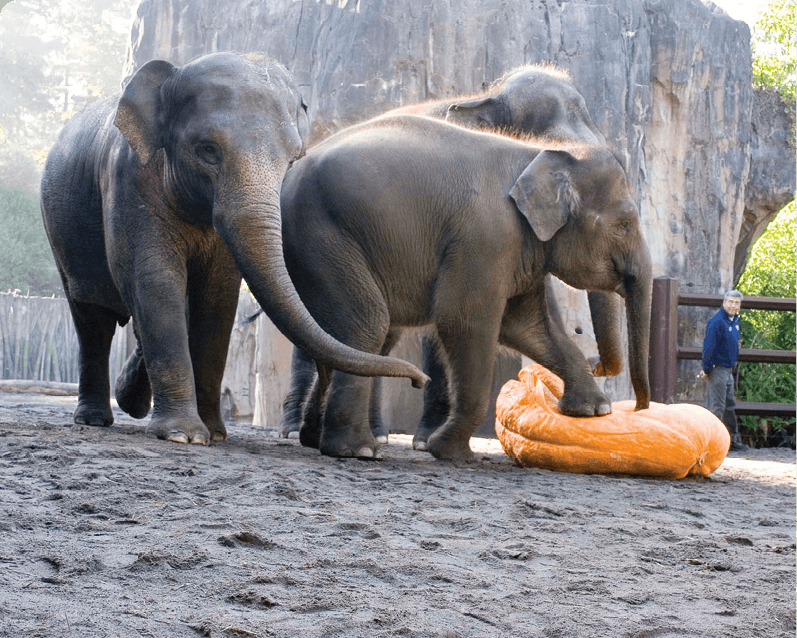 Can I Bring Food Into The Oregon Zoo Can I Bring Food Into The Oregon Zoo